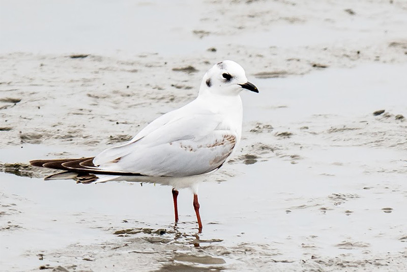 La gaviota de Saunders por Dennis Braddy