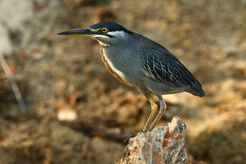 Striated Heron by Markus Lilje