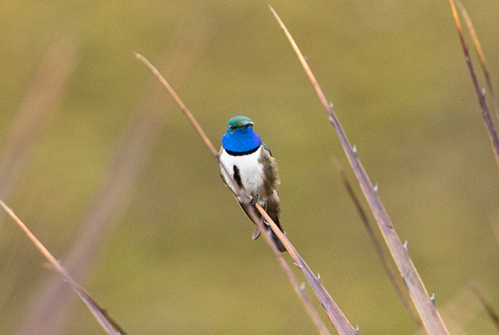 Historier fra Ecuador: Chasing the Southern Endemics