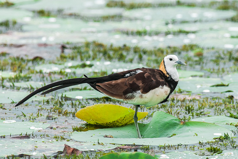 Jacana de cola de faisán de Rich Lindie