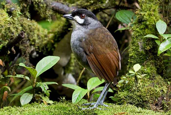 Jocotoco Antpitta by Dušan Brinkhuizen