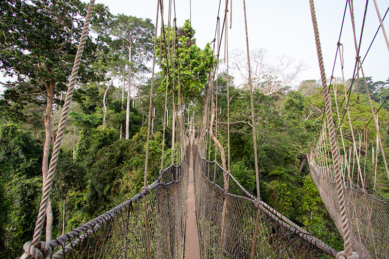 Passerelle de la canopée de Kakum par Adam Riley