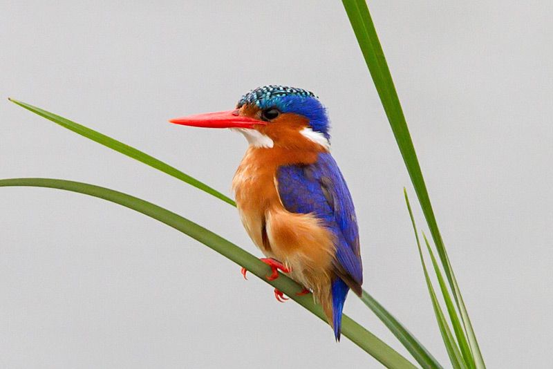 Malachiet ijsvogel door Adam Riley