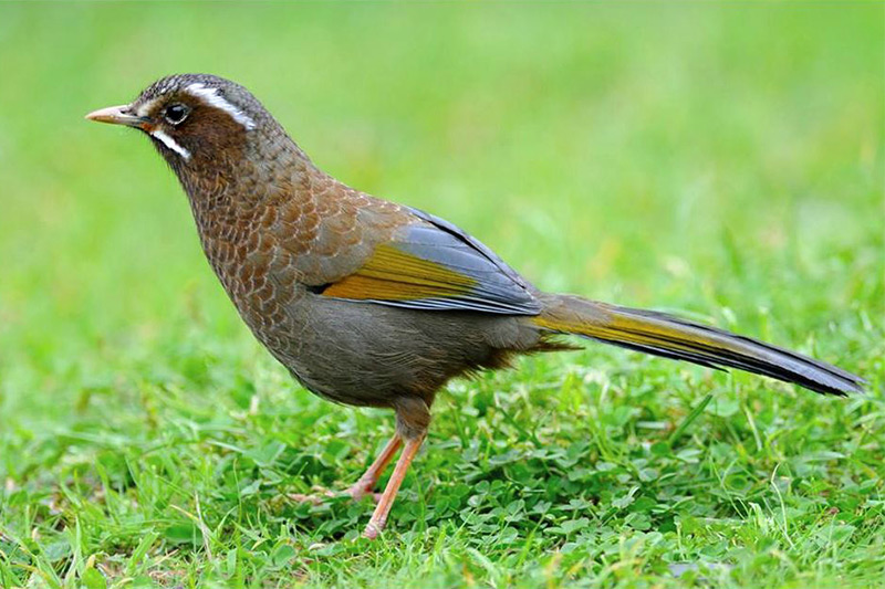 Laughingthrush de bigotes blancos de Rich Lindie