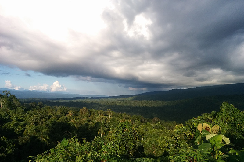 Selva tropical de tierras bajas de Nimbokrang por Stephan Lorenz