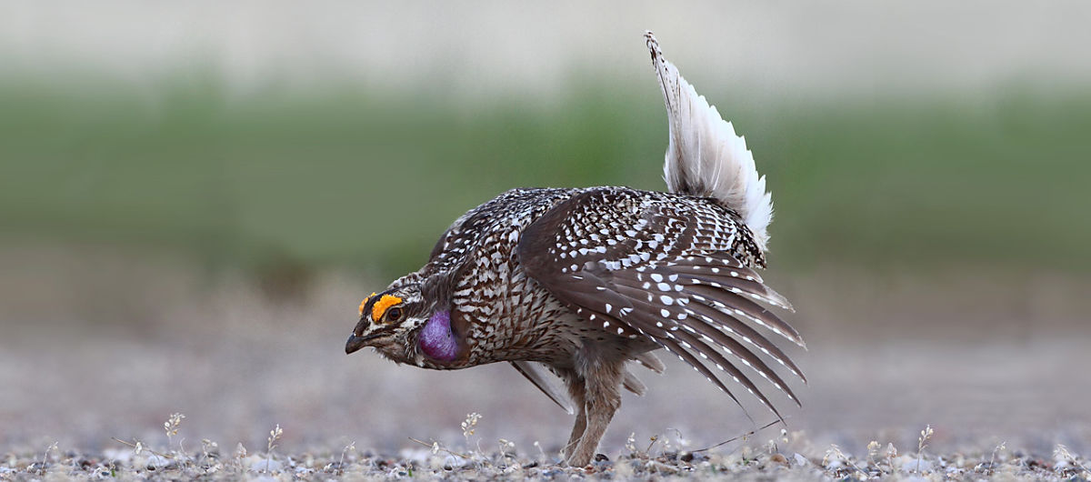North America Birding
