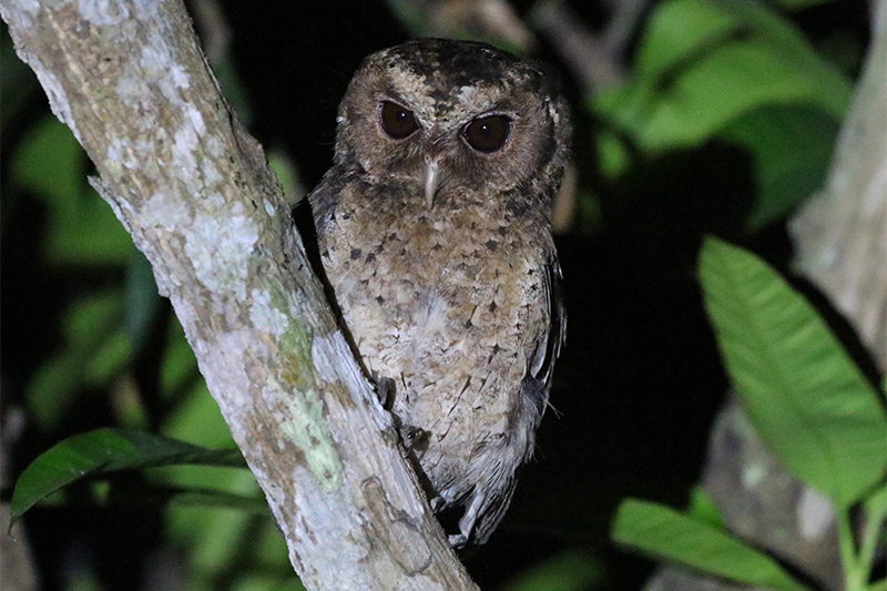 奈杰尔·雷德曼 (Nigel Redman) 拍摄的巽他角鸮 (Sunda Scops Owl)