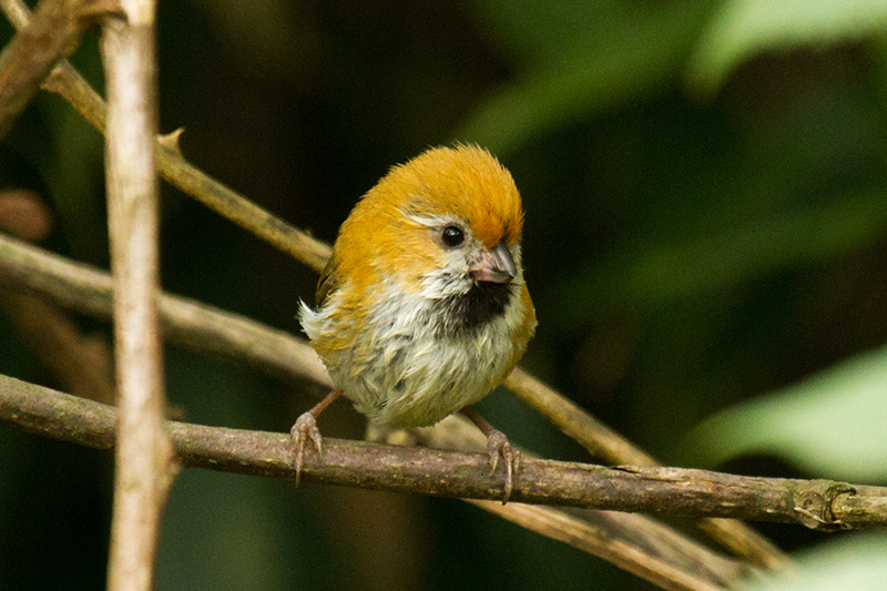 Golden Parrotbill by Daniel Keith Danckwerts