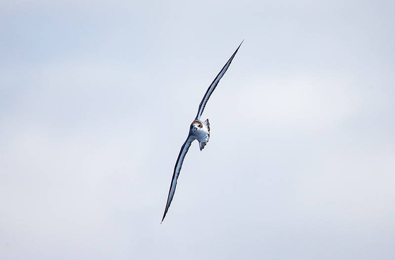 Disparo frontal del petrel de Barau por Adam Riley