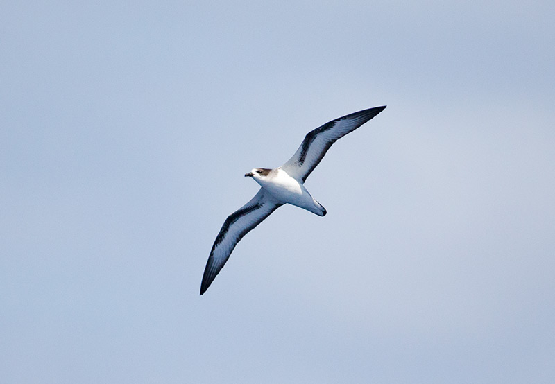 Petrel de Barau por Adam Riley