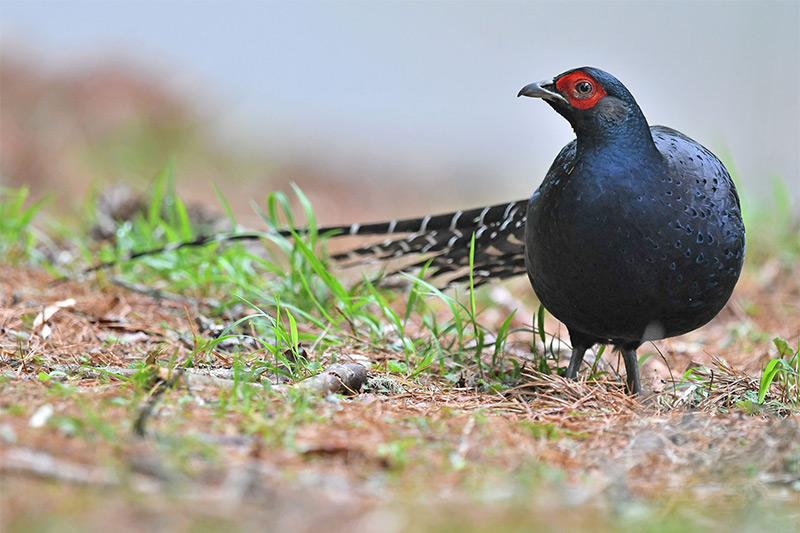 台湾の野鳥観察：風土病と冬の驚異