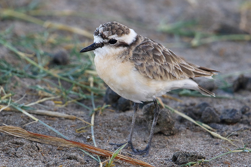 Kittlitz's Plover by Adam Riley