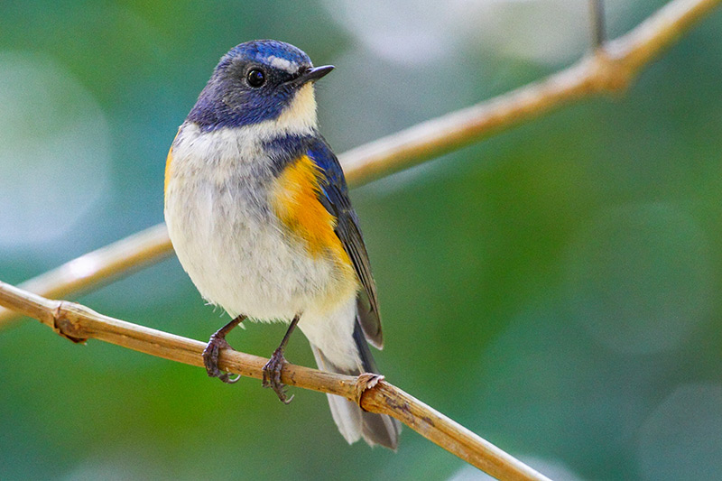 Bluetail à flancs rouges par Markus Lilje