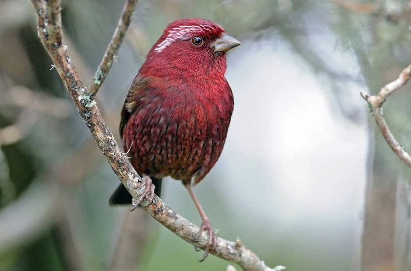 Taiwan Rosefinch af Rich Lindie