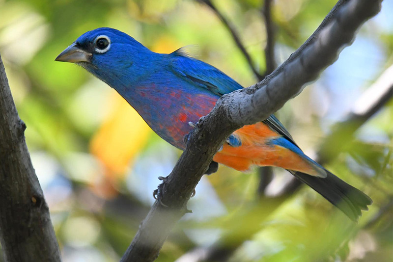 Rosita’s Bunting in Mexico by Lev Frid