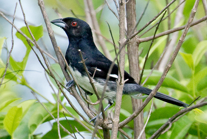 Zwart-wit Tanager van Dušan Brinkhuizen