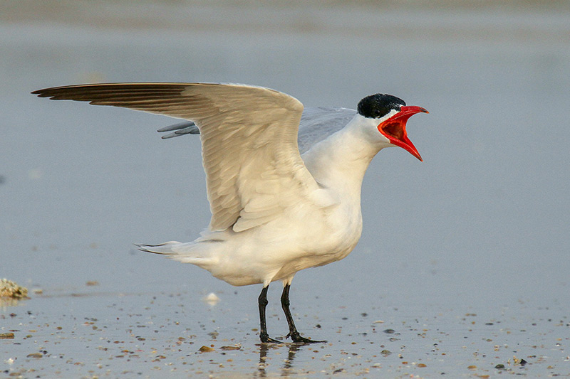 Kaspisk tern af Daniel Keith Danckwerts