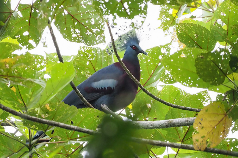 Victoria Crowned Pigeon by Stephan Lorenz