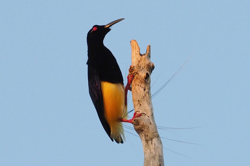 Tolvtrådede Bird-of-paradise af Stephan Lorenz