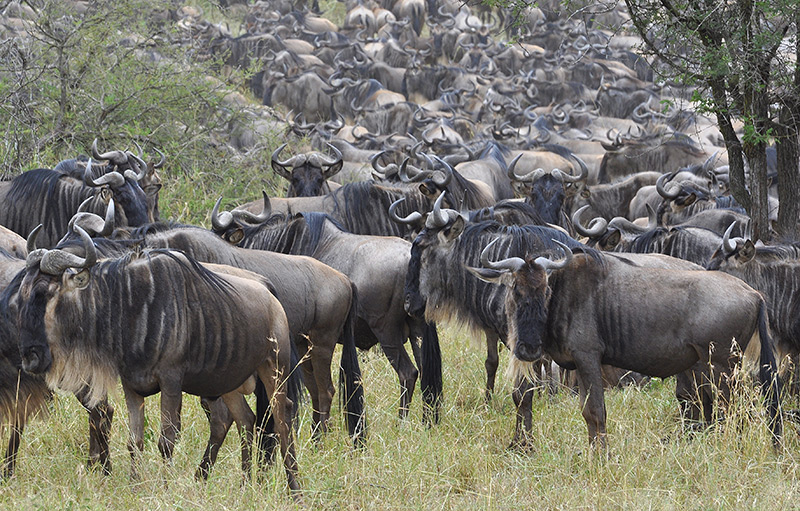 Wildebeestkudde door Rainer Summers