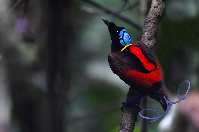 L&#39;oiseau de paradis de Wilson en Indonésie par Lev Frid