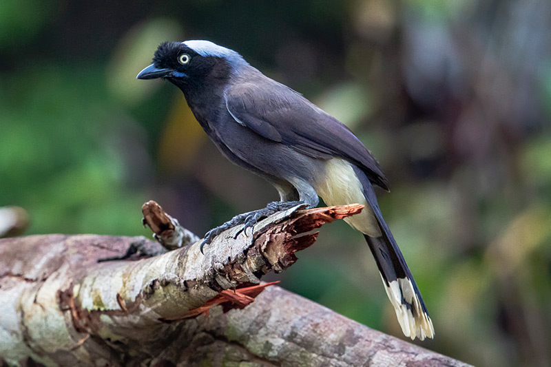 亚当·莱利 (Adam Riley) 拍摄的蓝颈杰伊 (Azure-naped Jay)