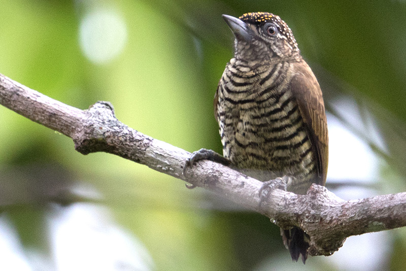 Orinoco Piculet av Adam Riley