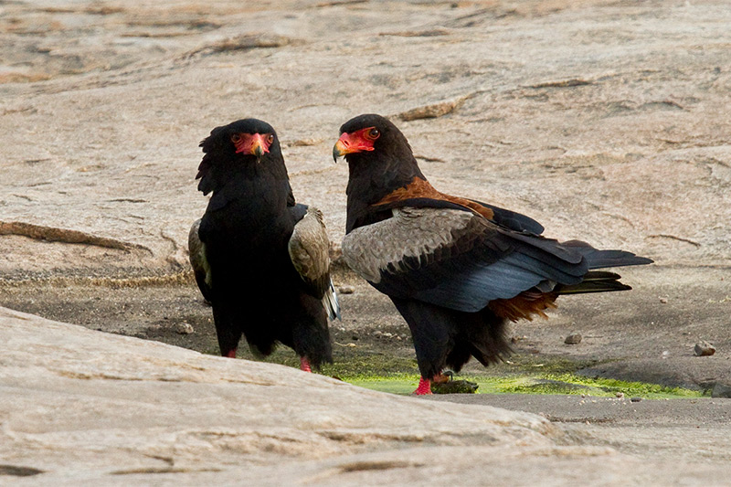 The Bateleur pair by George L. Armistead