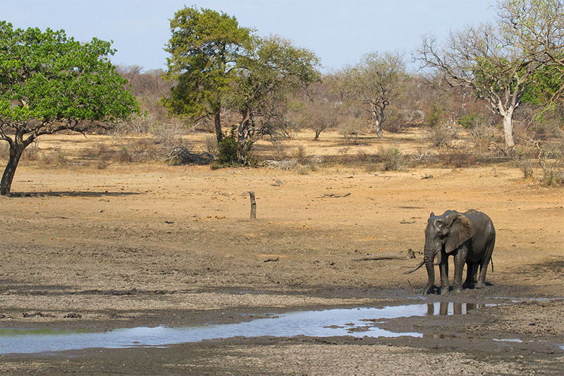 El baño de barro del elefante por George L. Armistead