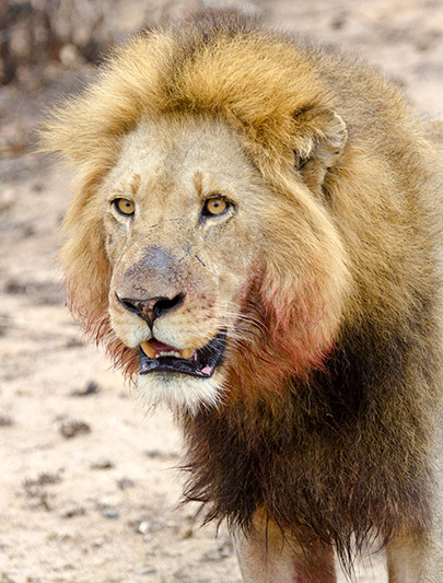 A close-up of the lion by George L. Armistead