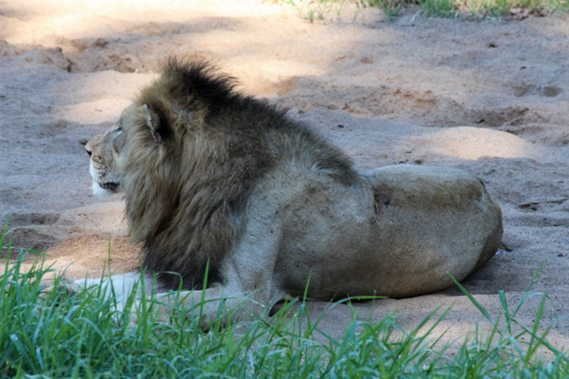 African Lion by Praniel Dhanesar