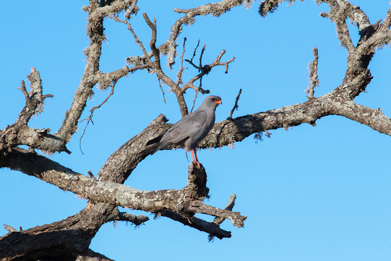 Dark Chanting Goshawk af Praniel Dhanesar