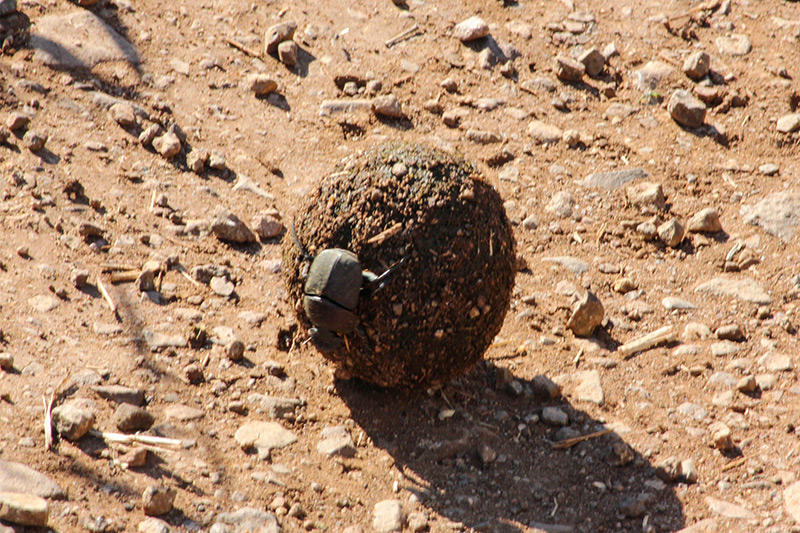 Dung Beetle by Praniel Dhanesar