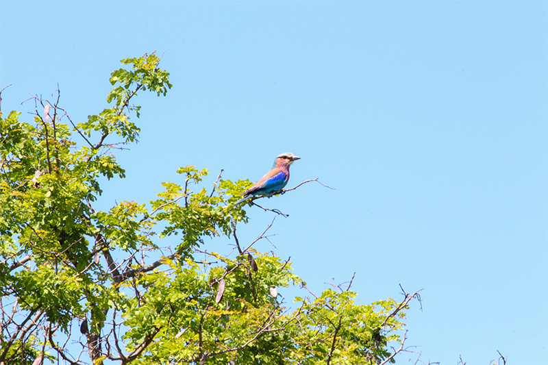 Roller à poitrine lilas par Praniel Dhanesar