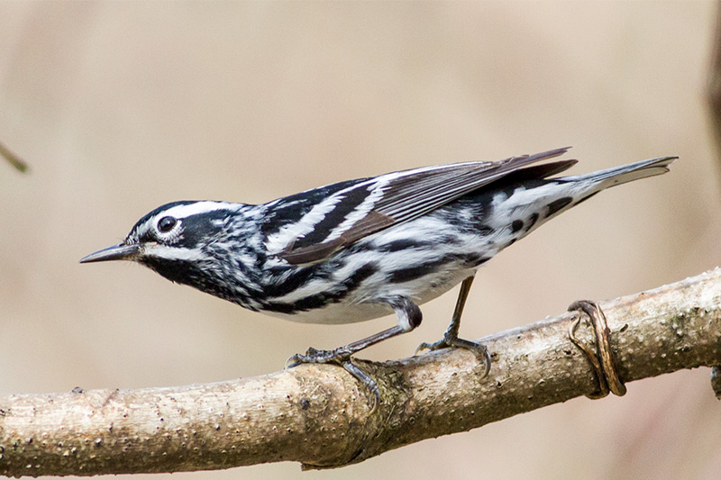 Paruline noir et blanc par George L. Armistead