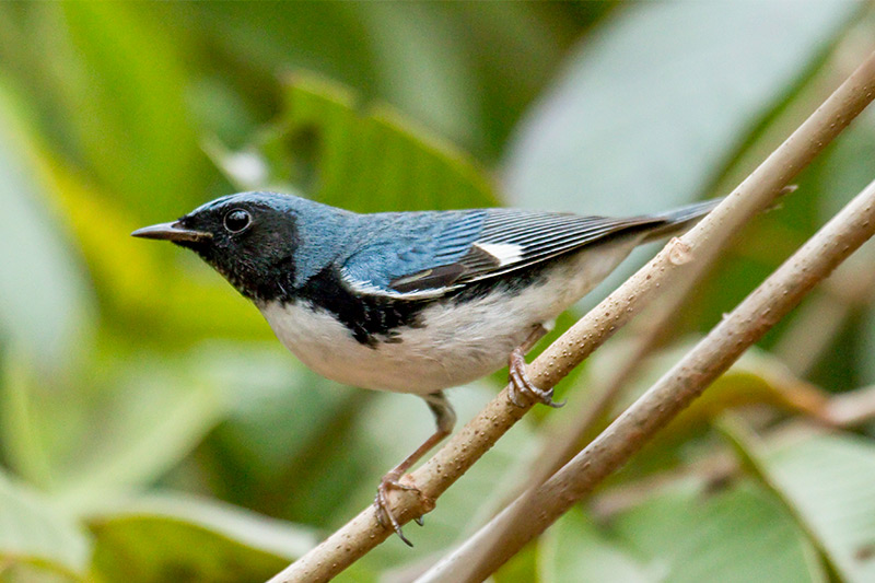 Paruline bleue à gorge noire par Dušan Brinkhuizen