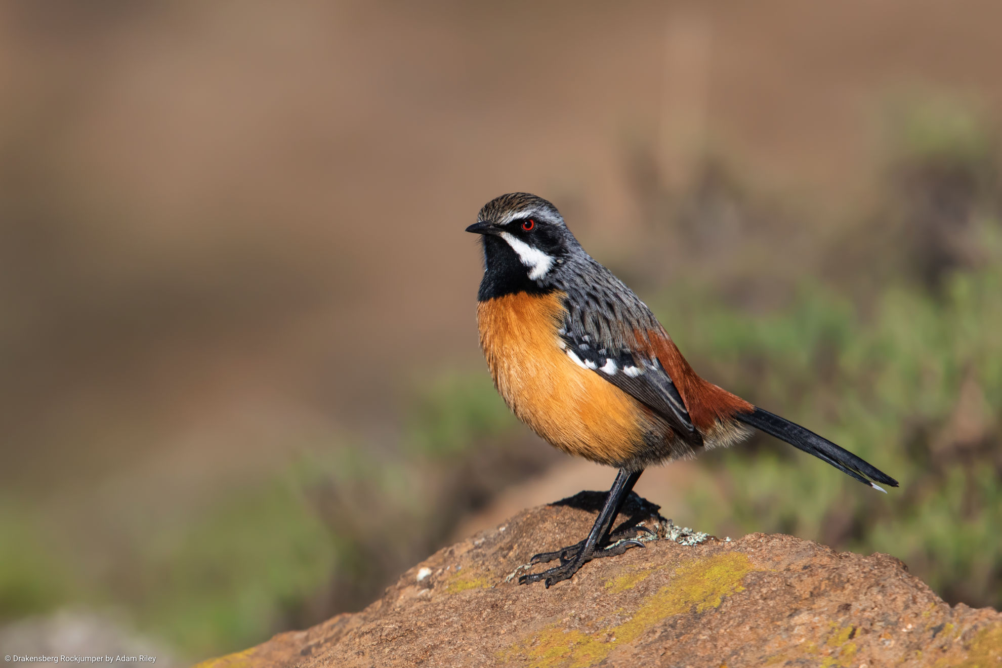 rockjumper birding tours