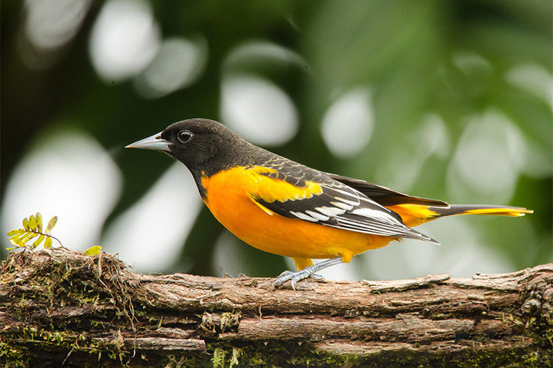 Baltimore Oriole van Forrest Rowland