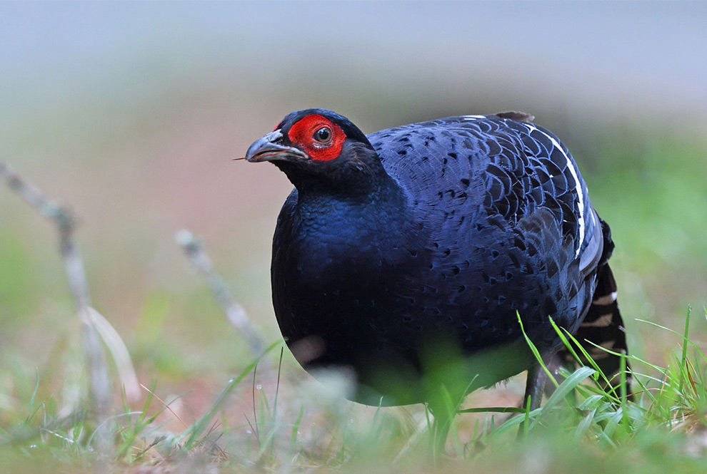 台湾の野鳥観察：風土病と冬の驚異