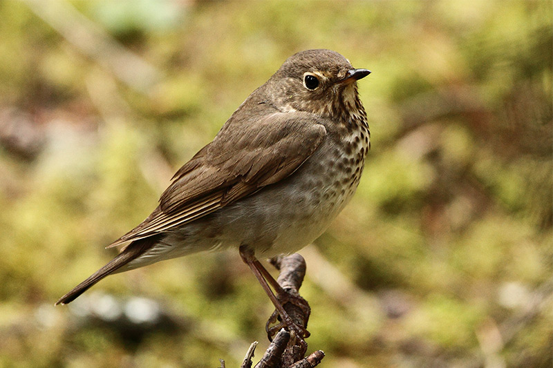 Swainson&#39;s Thrush af Markus Lilje