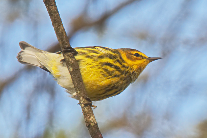 Cape May Warbler by Forrest Rowland