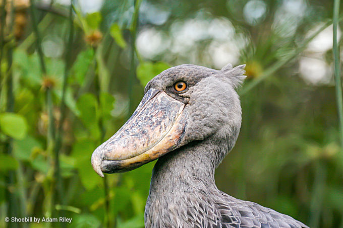 Africa & Madagascar Birding