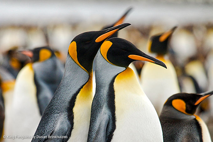 Observación de aves en la Antártida y las islas subantárticas