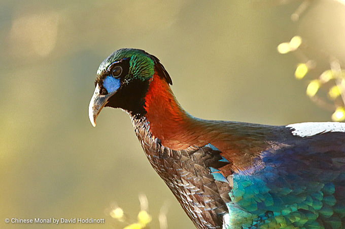 Observación de aves en Asia