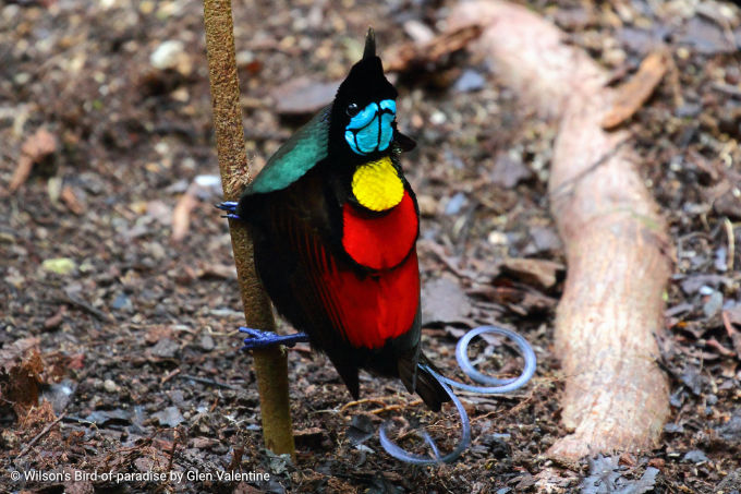 Observación de aves en Australasia