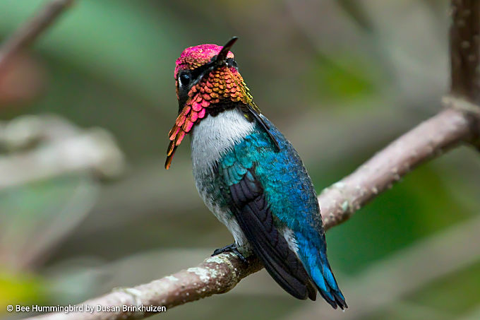 Caribische vogels spotten