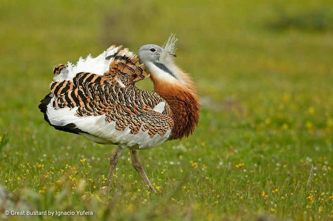 Observation des oiseaux en Europe