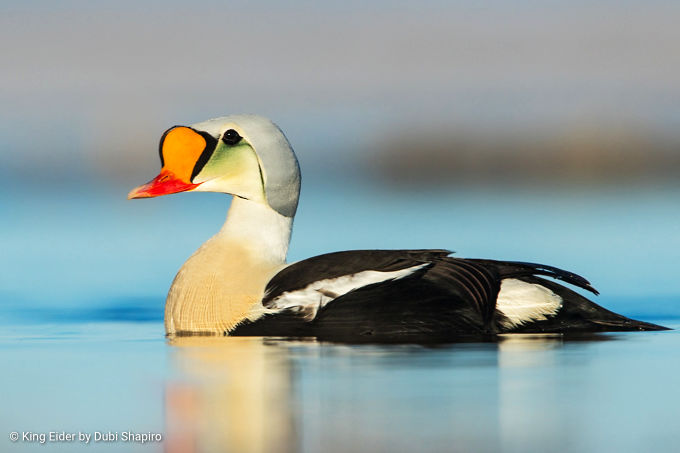 北アメリカの鳥観察