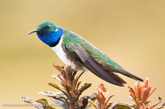 南米の野鳥観察