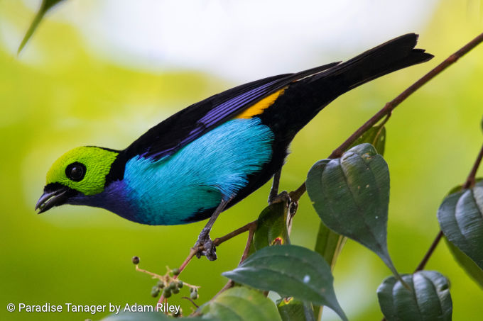 rockjumper birding tours